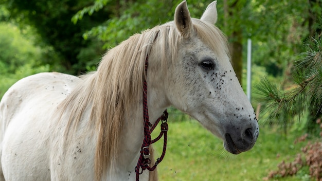 Close up of head of white horse