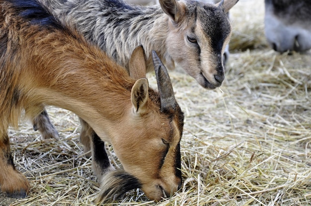 Close up of the heads of two goats eating dried grass