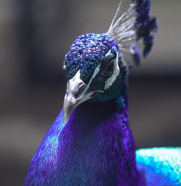 Close up headshot of a beautiful blue peacock peafowl bird
