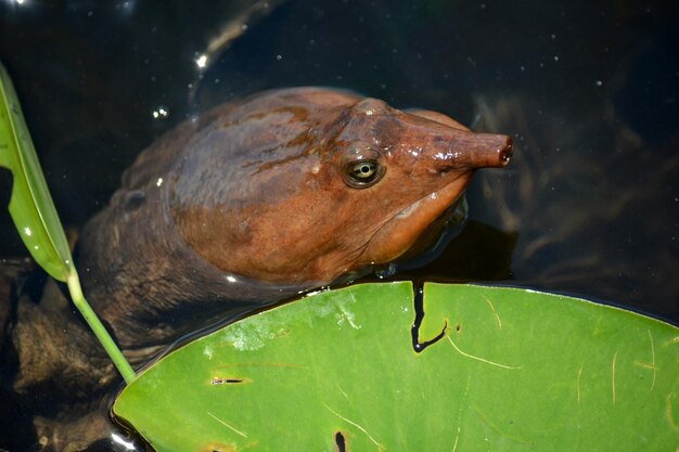 Close-up headshot of florida softshell turtle apalone ferox