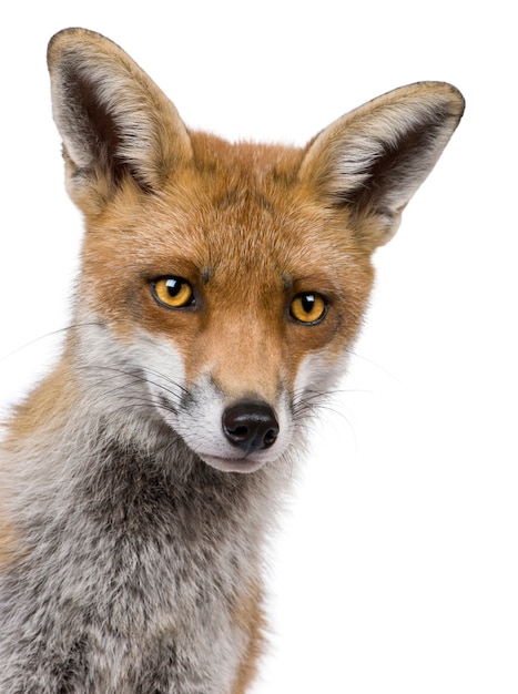 Photo close-up headshot of red fox,