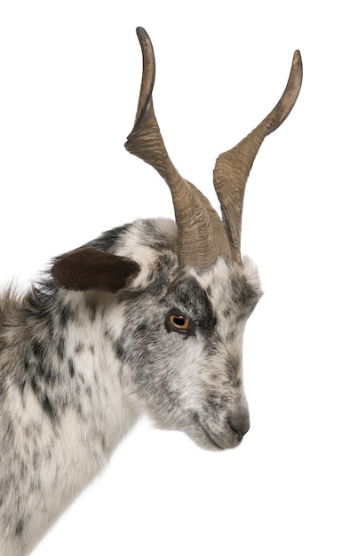 Close-up headshot of Rove goat,