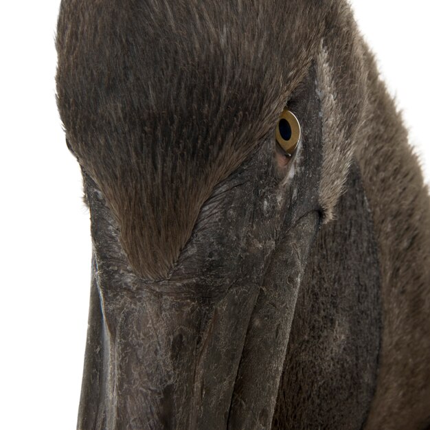 Photo close-up headshot of young pink-backed pelican, standing