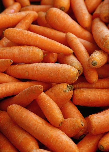 Close up heap of fresh new carrot crop