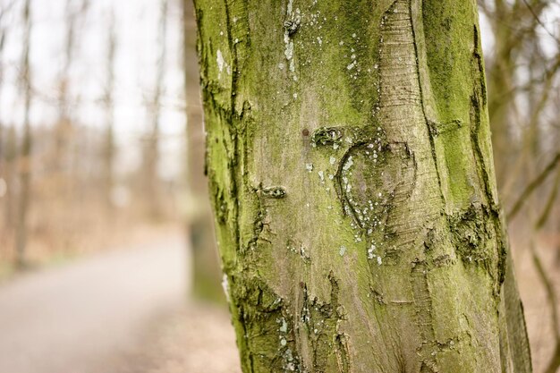 Foto close-up di una forma di cuore scolpita sul tronco di un albero