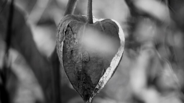 Foto close-up di una forma di cuore appesa a una pianta