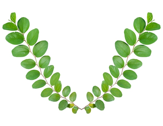 Photo close-up of heart shape leaves against white background