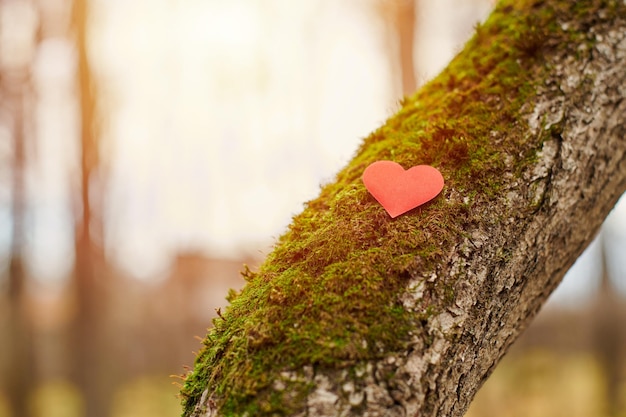 Close-up of heart shape on tree trunk