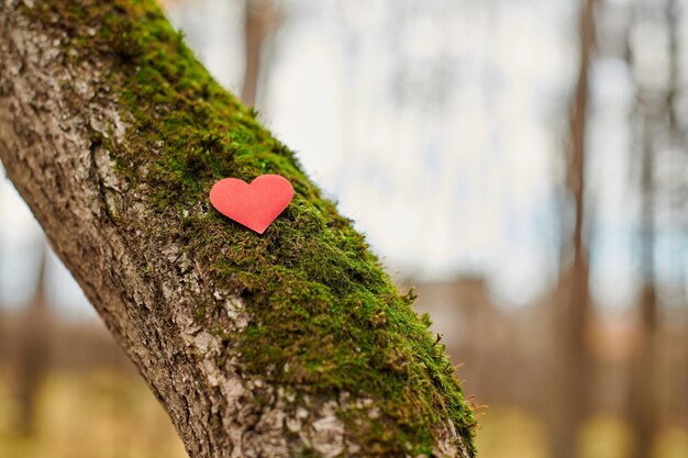 Photo close-up of heart shape on tree trunk