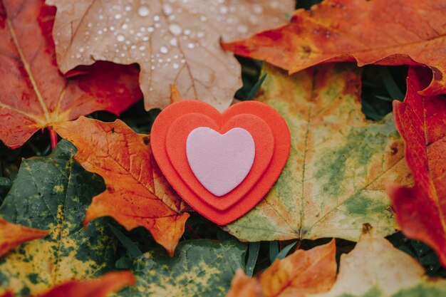 Foto close-up di forme di cuore su foglie di acero durante l'autunno