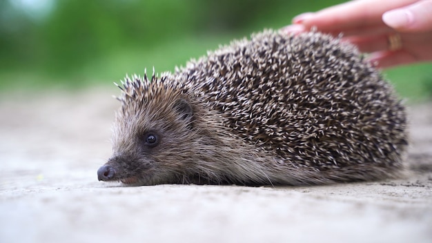 Close up hedgehog getting petted