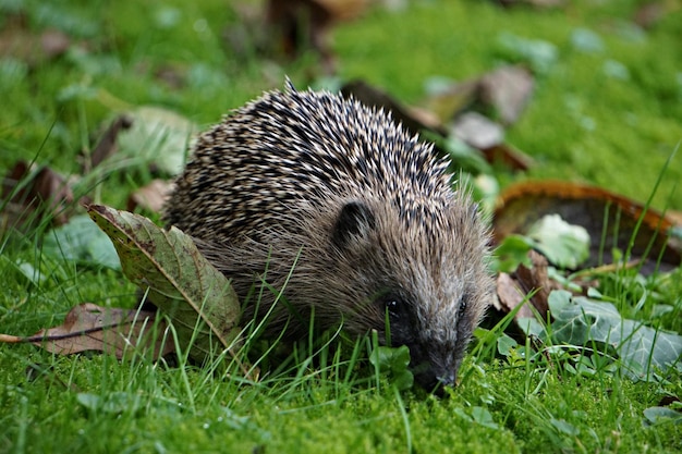 Photo close-up of hedgehog on grass