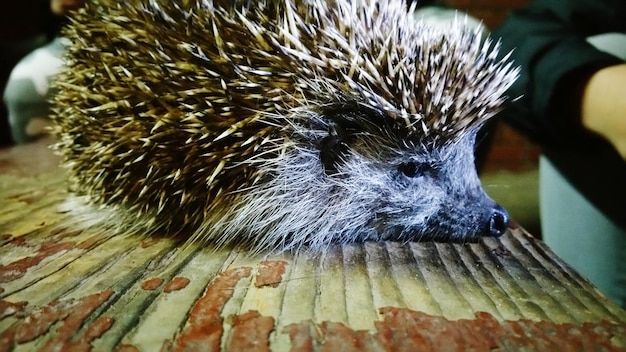 Foto close-up di un riccio sul tavolo