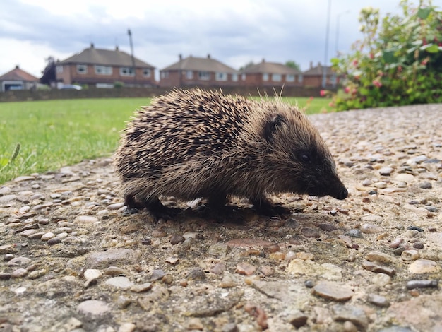 Photo close-up of hedgehog