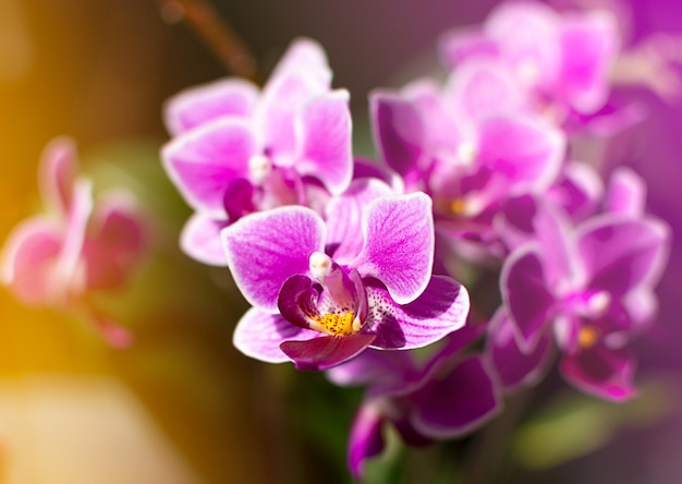 Close-up helder roze en paarse orchidee. natuurlijke achtergrond met heldere stralen van de zon.