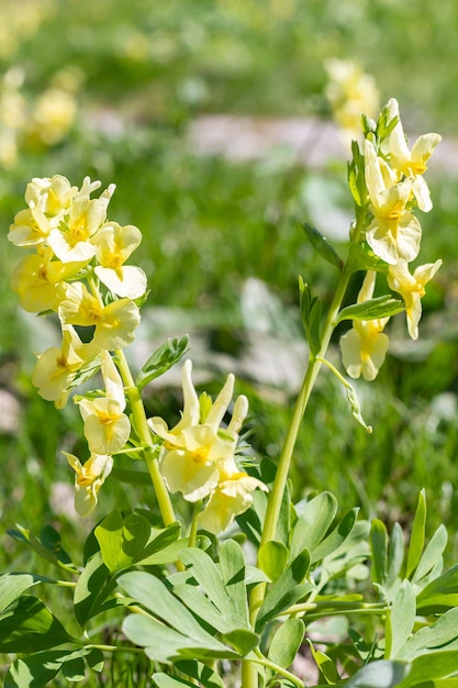 Close-up Heldergele natuurlijke achtergrondtextuur van Lentebloemen Gele Corydalis in zonnig May