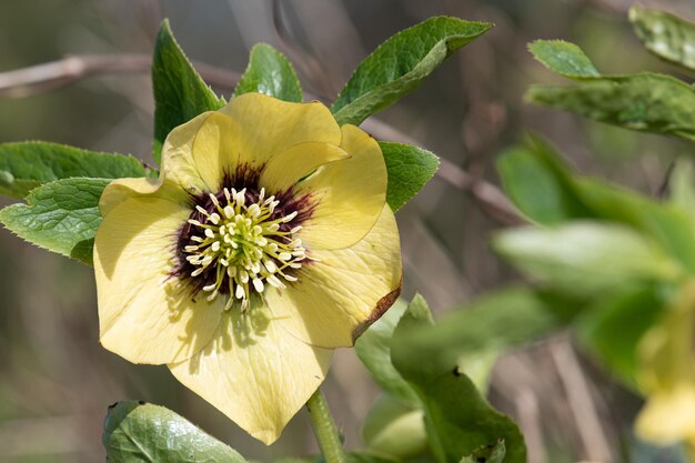 Photo close up of a hellebore flower in bloom