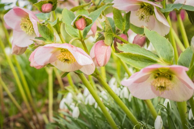 Close up of hellebores blooming in a winter garden