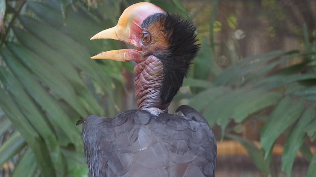 Photo close-up of a helmeted horbill bird