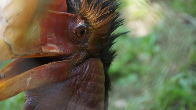 Photo close-up of a helmeted horbill bird