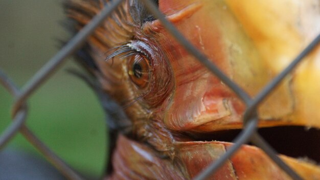 Close-up of a helmeted horbill bird