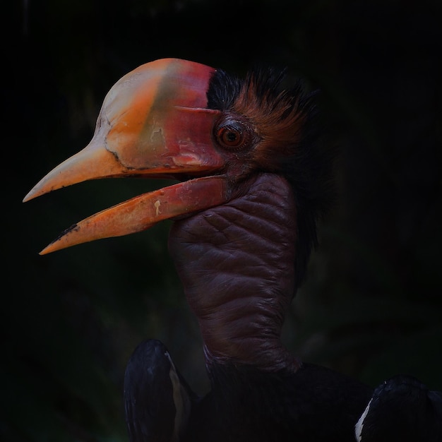 Photo close-up of a helmeted hornbill