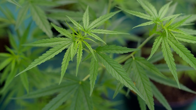 Close up of Hemp leaves (Cannabis sativa) in a pot indoors, background concept