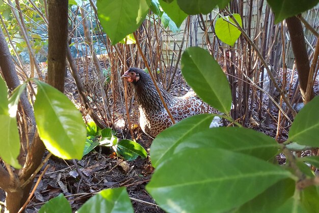 Close-up of hen amidst plant