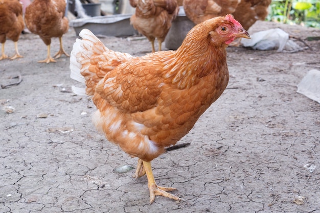 Chiuda su del pollo del fronte della gallina che guarda qualcosa in un'azienda agricola.