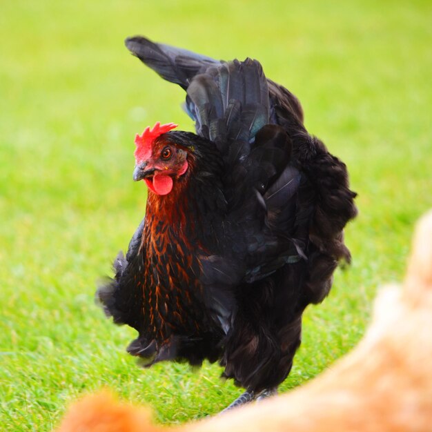 Foto prossimo piano di una gallina su un campo erboso