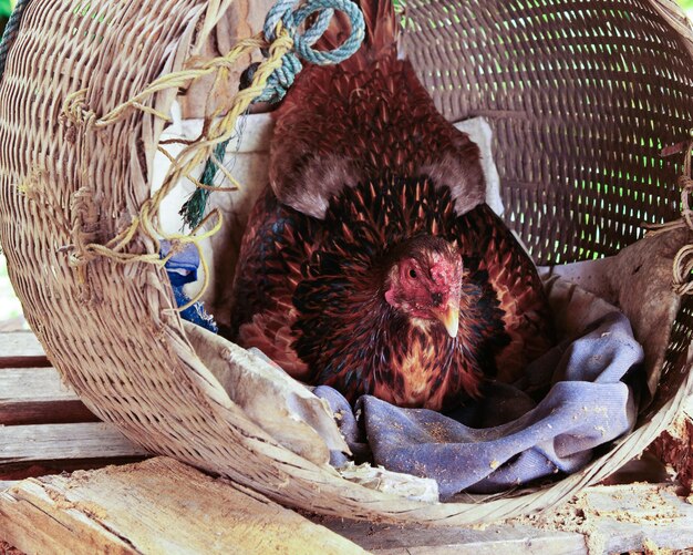 Foto close-up di una gallina in un cesto di vimini