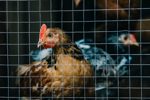 Foto close-up di galline nella gabbia