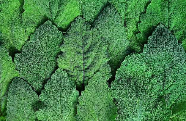 Close up herb nutmeg sage leaf abstract texture background