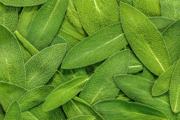 Close up a herb sage leaf abstract texture background 