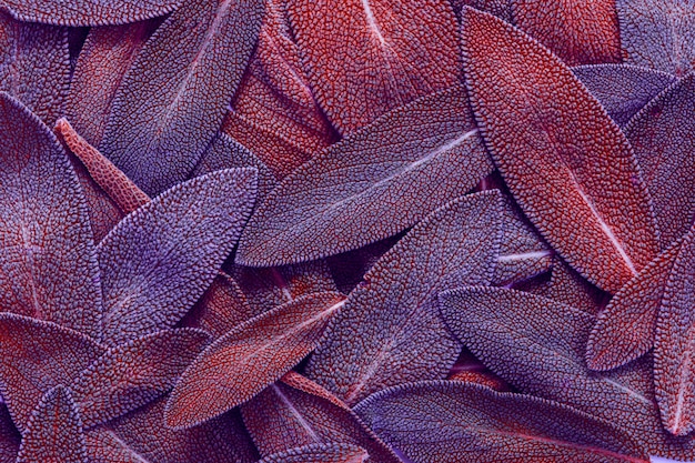 Close up a herb sage leaf abstract texture background 