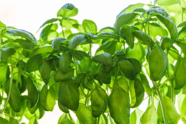 close-up of herbs growing against sky