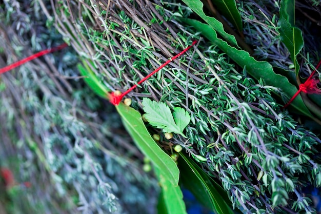 Close up of herbs