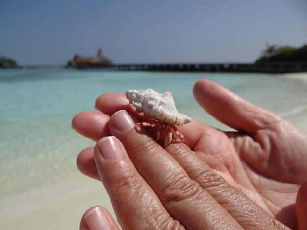 Photo close-up of hermit crab on hand at beach