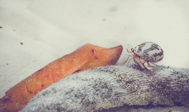 Photo close-up of hermit crab