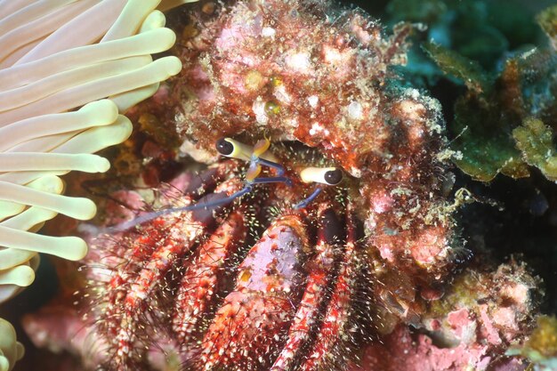 Photo close-up of hermit crab