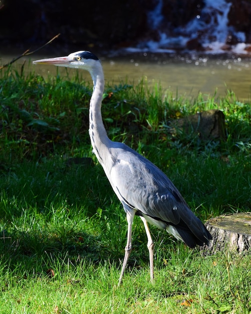 Close-up of heron on field