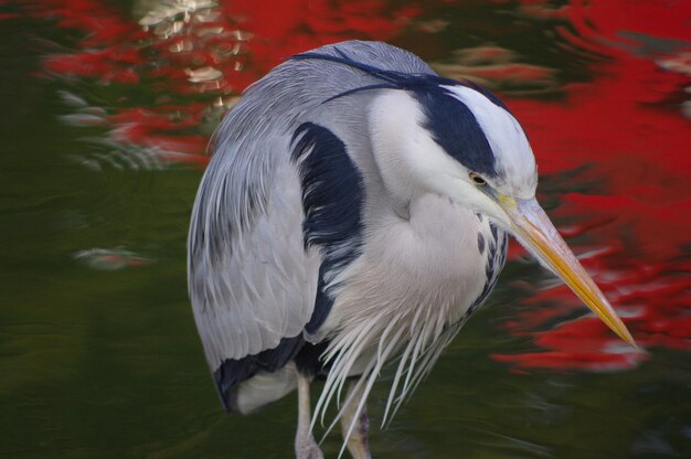 Close-up of heron in lake