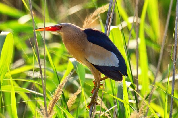 Close-up of heron perching on plant