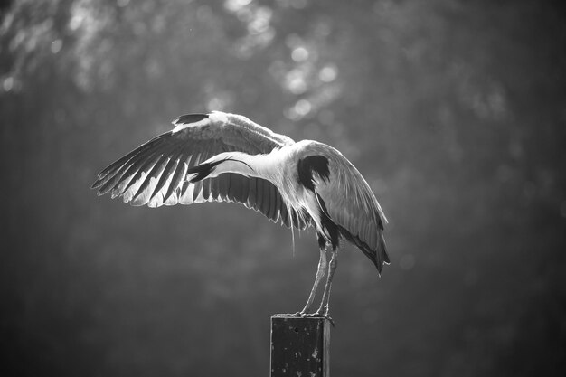 Photo close-up of a heron stretching against the sky