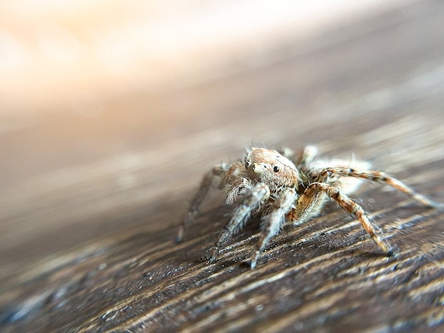 Foto close-up het springen spin op houten vloer