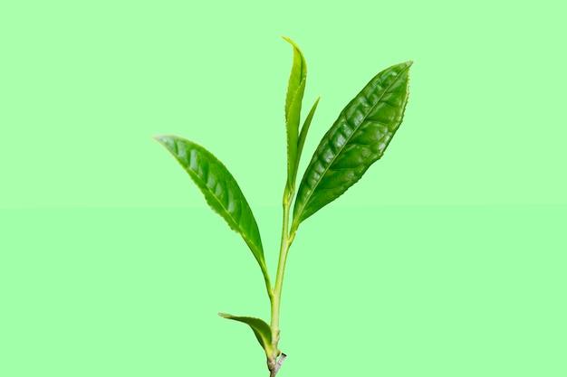 Close-up het uiteinde van een groen theeblad in de plantage van de ochtendthee op een groene achtergrond