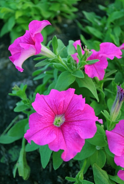 Close-up hete roze petunia's bloeien in de achtertuin