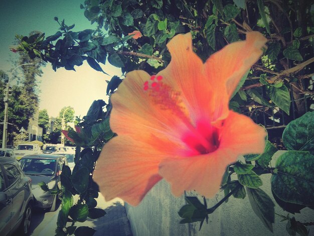 Close-up of hibiscus against plants