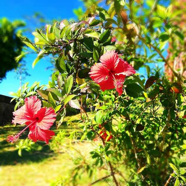 Close-up of hibiscus blooming outdoors