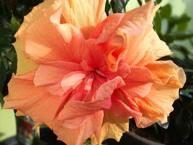 Close-up of hibiscus blooming outdoors